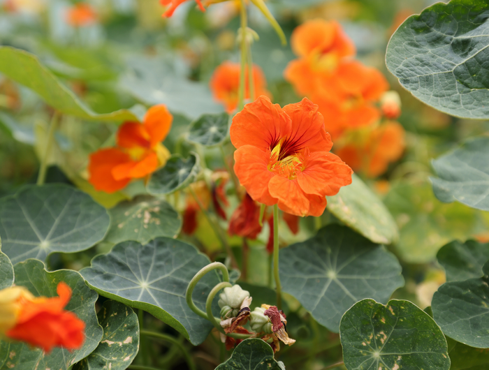 <h1>NATIONAL ALLOTMENT WEEK 20% OFF SALE</h1>