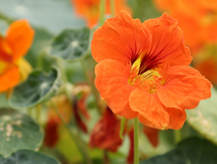 <h1>NATIONAL ALLOTMENT WEEK 20% OFF SALE</h1>