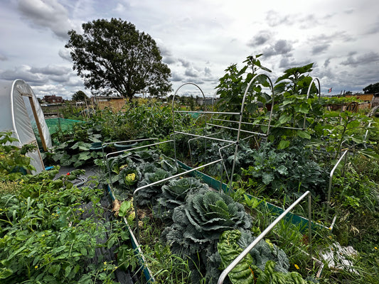 Allotment Growing