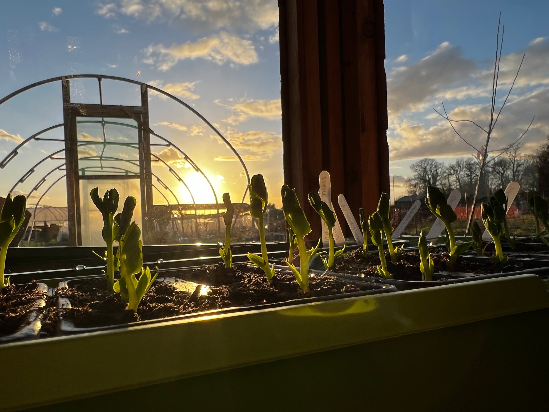April on the allotment: controlled chaos, mostly - AllotMate Essentials