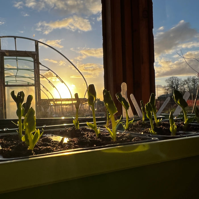 April on the allotment: controlled chaos, mostly - AllotMate Essentials