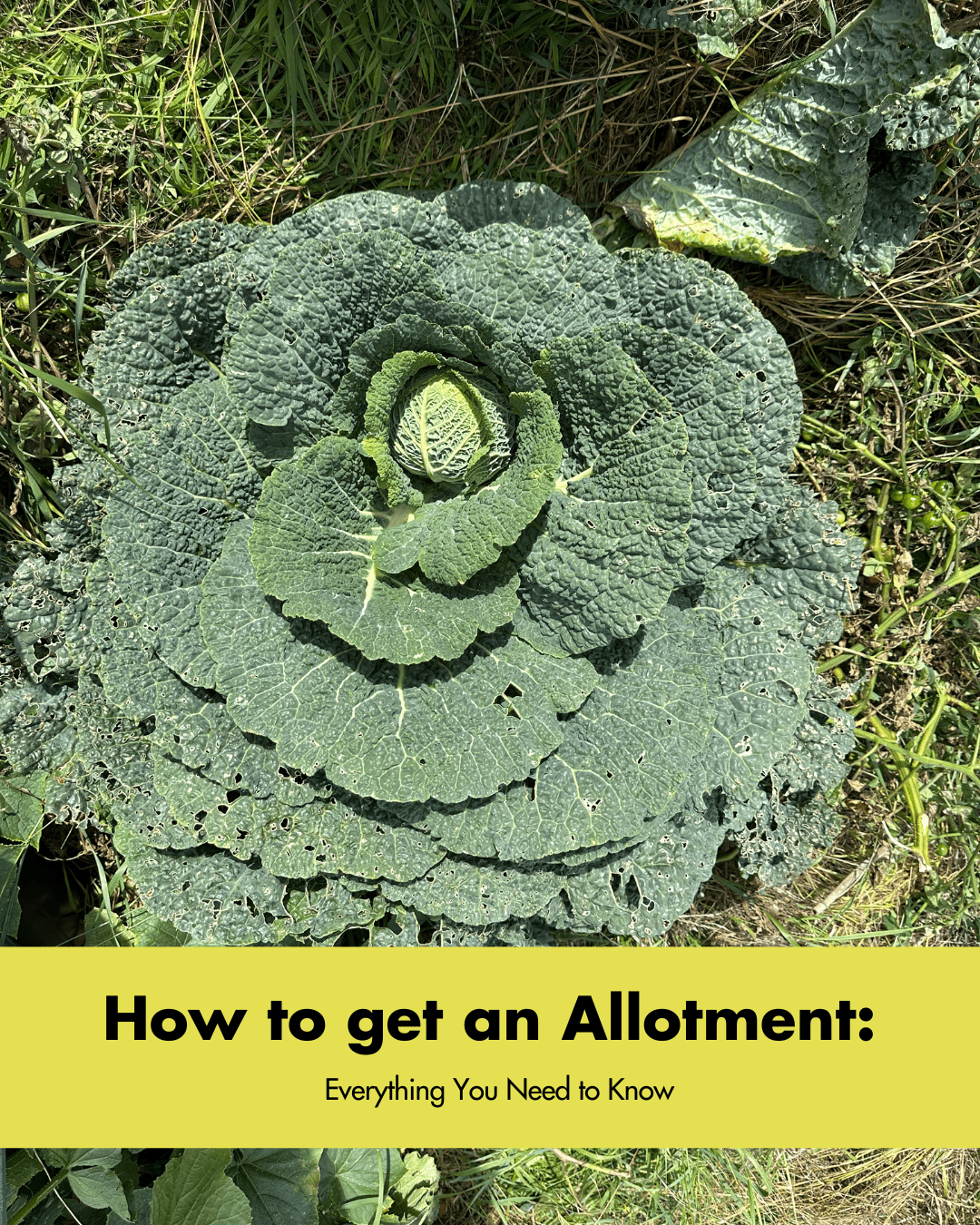 How to Get an Allotment: Everything You Need to Know - AllotMate Essentials