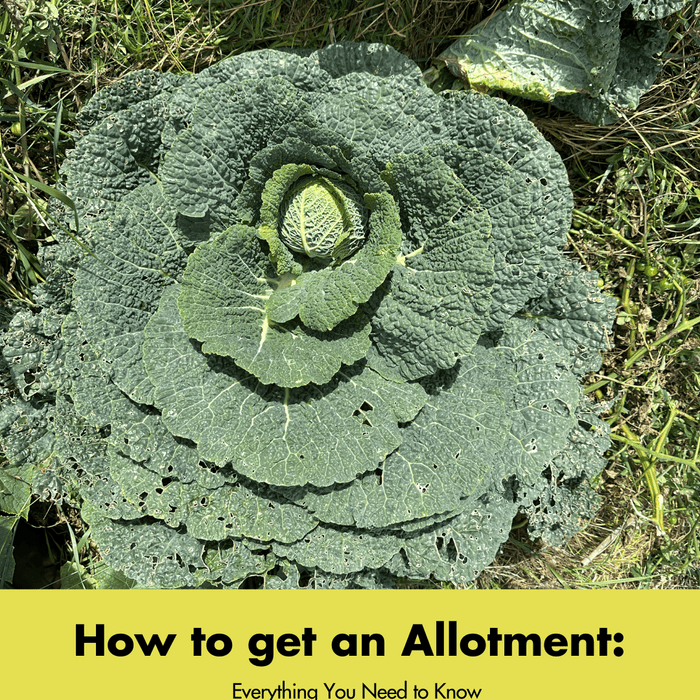 How to Get an Allotment: Everything You Need to Know - AllotMate Essentials