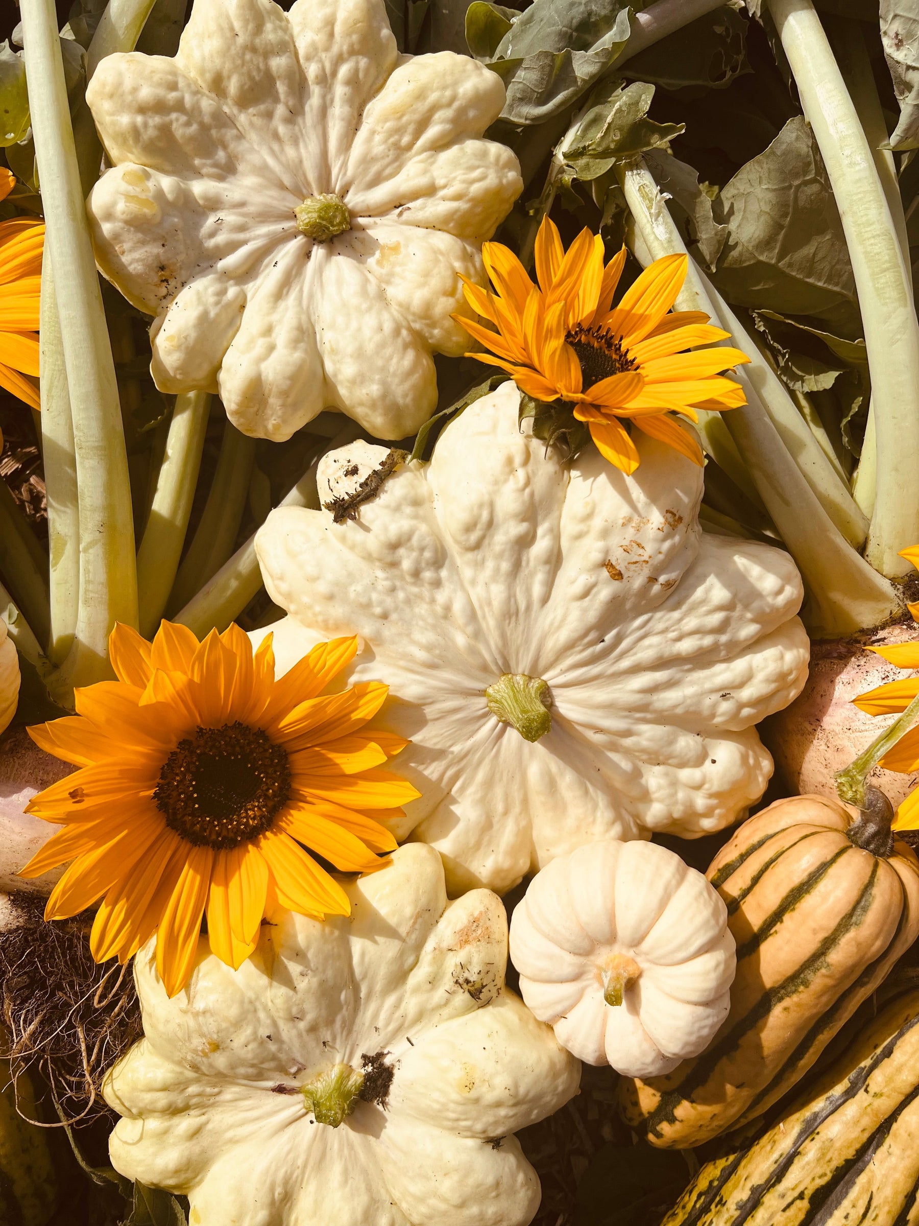 Seed-Saving Inspiration: A Little Autumn Magic - AllotMate Essentials