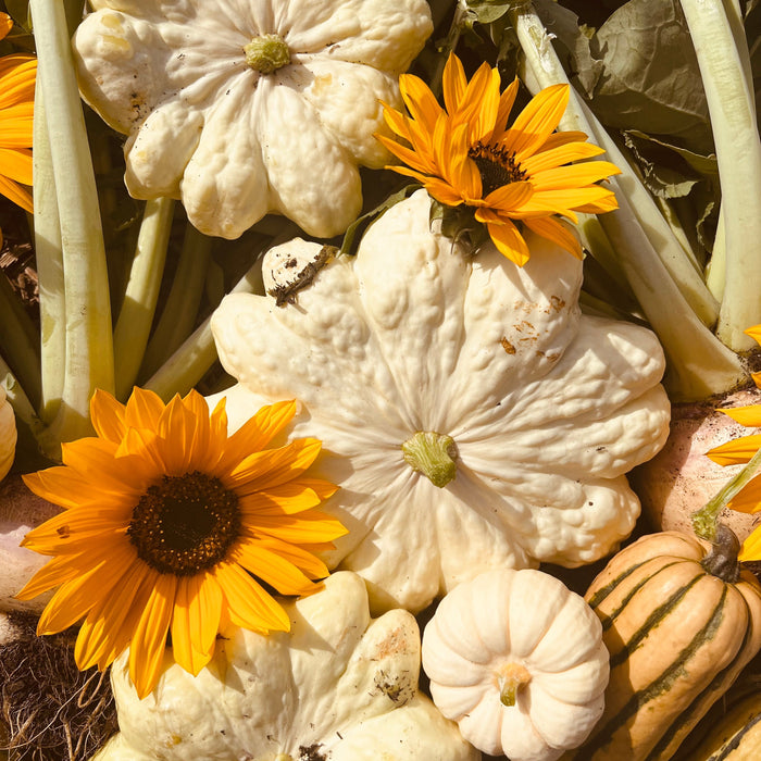 Seed-Saving Inspiration: A Little Autumn Magic - AllotMate Essentials