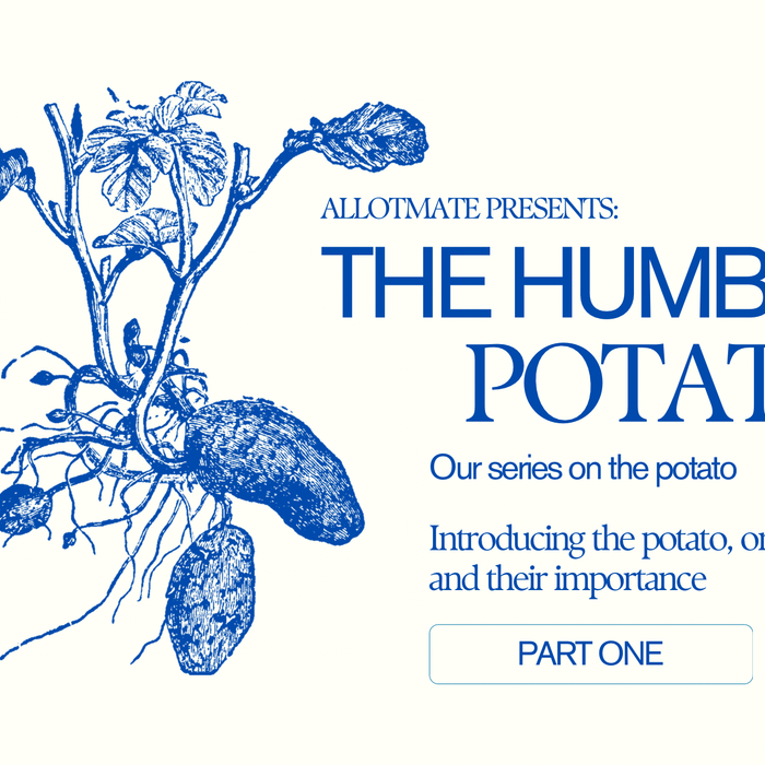 The Humble Potato: Earth's Unassuming Bounty - AllotMate Essentials