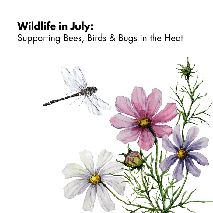 Wildlife in July: Supporting Bees, Birds & Bugs in the Heat - AllotMate Essentials