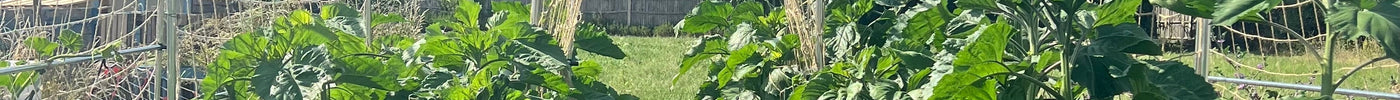 Your July Gardening Checklist: Easy Wins for a Thriving Garden Allotment - AllotMate Essentials