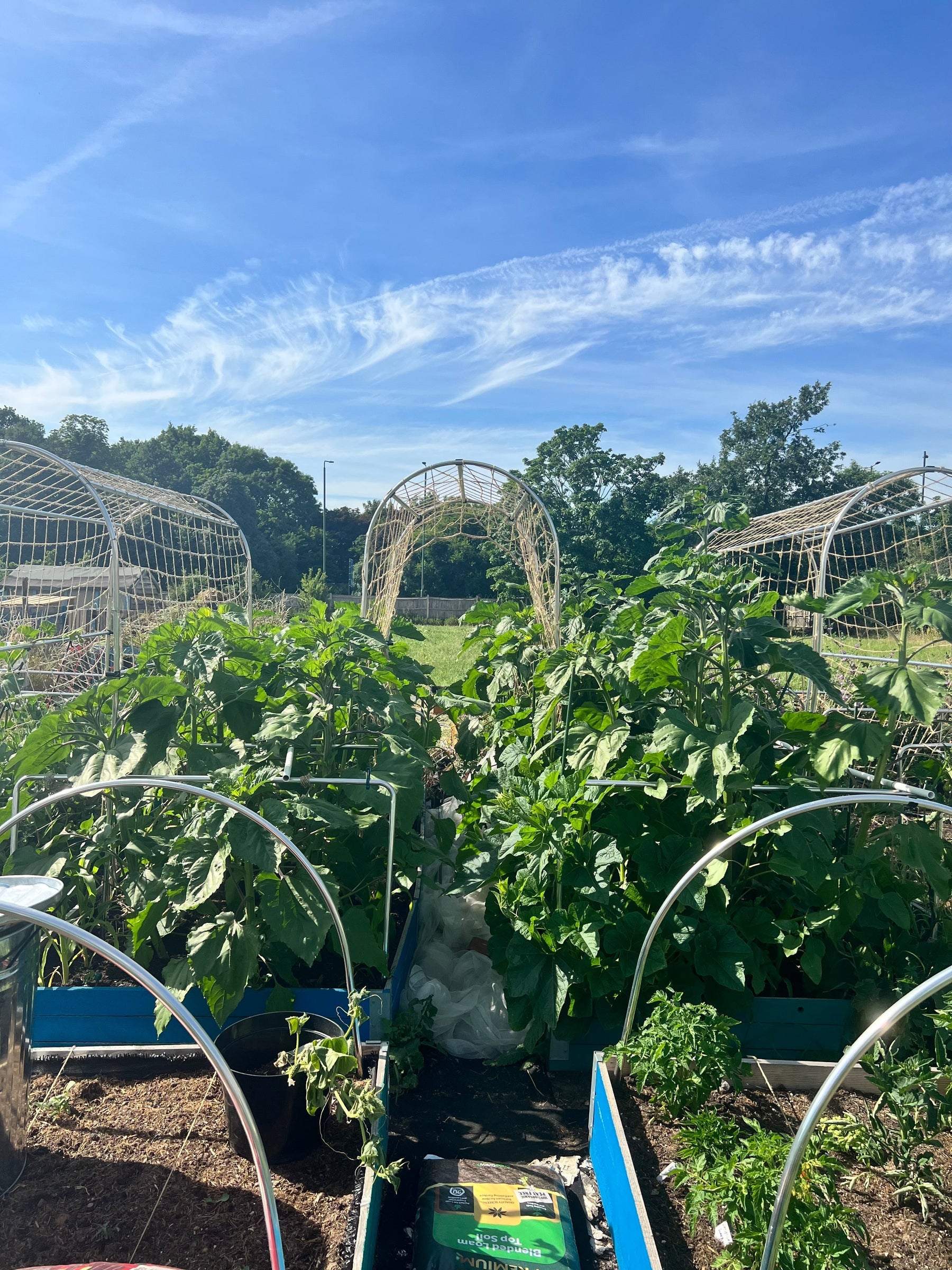 Your July Gardening Checklist: Easy Wins for a Thriving Garden Allotment - AllotMate Essentials