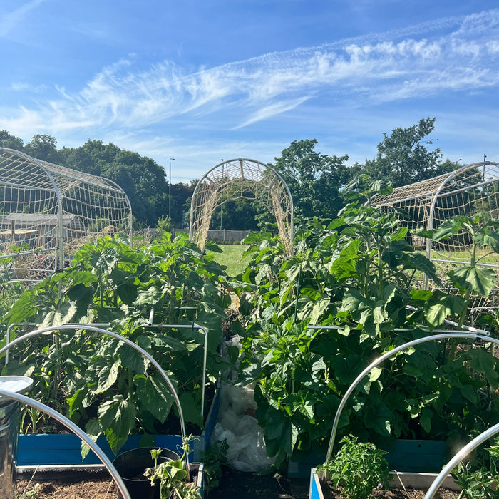 Your July Gardening Checklist: Easy Wins for a Thriving Garden Allotment - AllotMate Essentials
