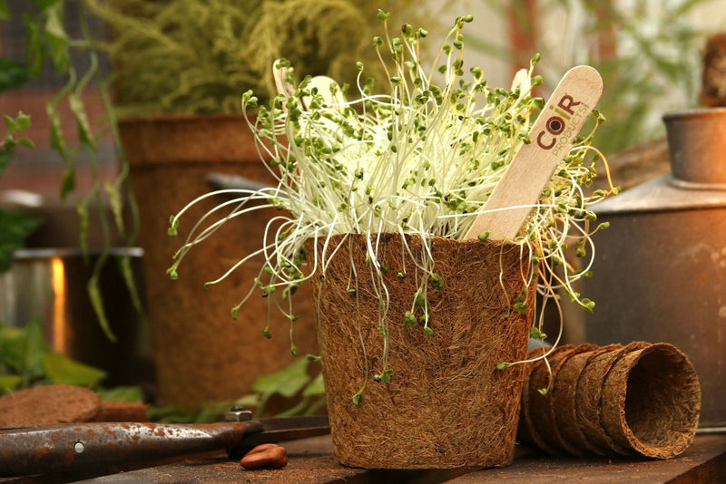 where can i get free plant pots 13cm Coir Plant Pots – 100% Biodegradable Pots & Peat-Free 1L | Ideal for Sowing & Growing | CoirProducts
