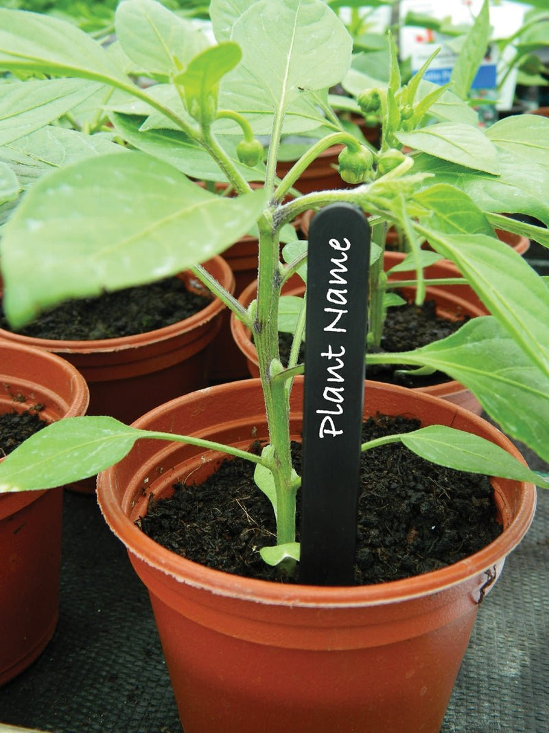 13cm Plant Labels – Reusable Plastic, Wood and Slate Markers for Pots & Beds | Garland | Plant Labels | 5031670508713 5031670508713 | AllotMate Essentials