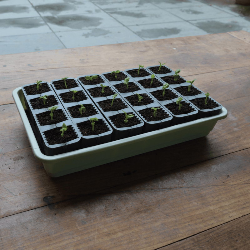 24 Cell Self Watering Fast Root Seed Success Kit Propagator | Seed Propagator Kit | 5031670004307 5031670004307 | AllotMate Essentials