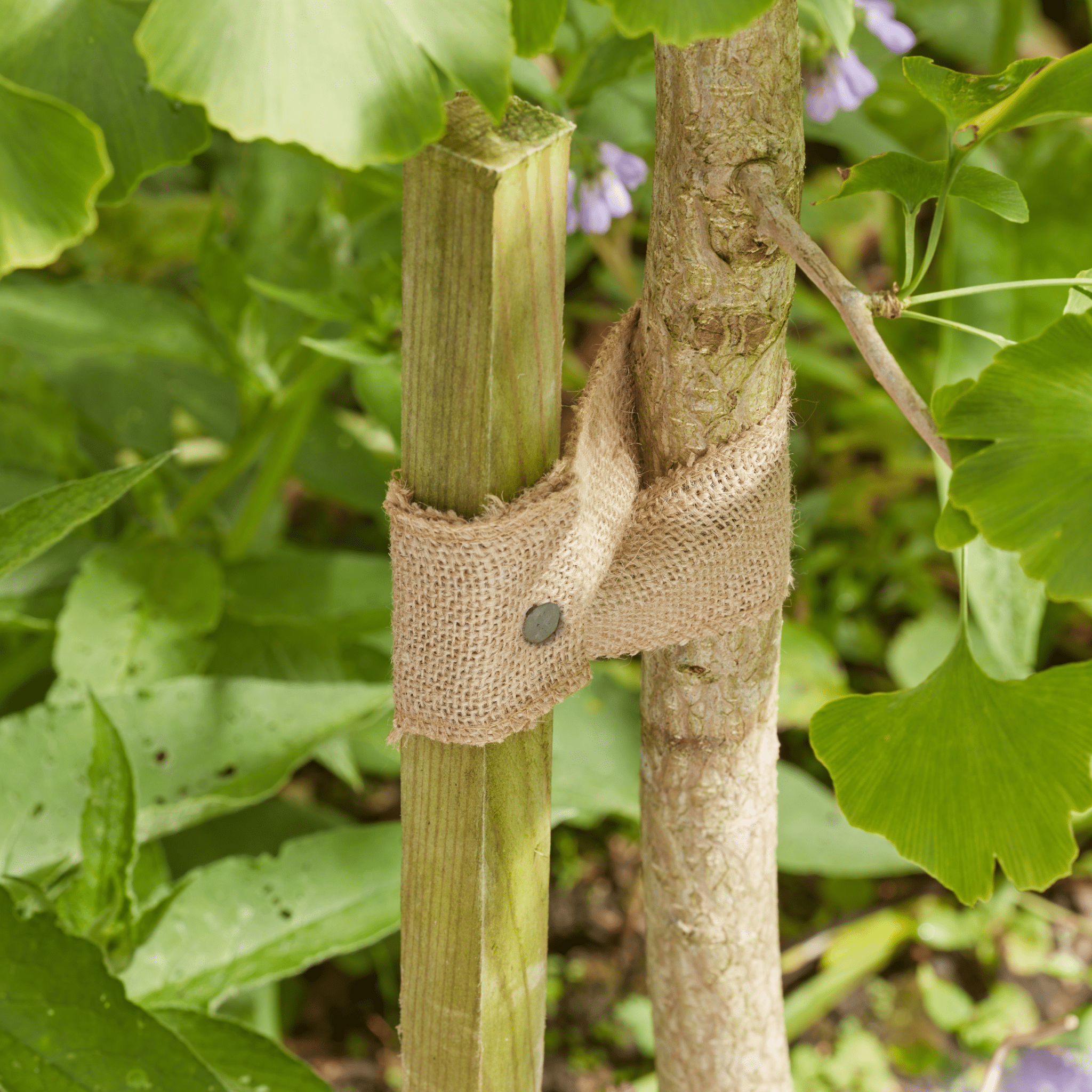 5.5m JuteWeb Tree Tie Natural Biodegradable Plant Support and Craft ...