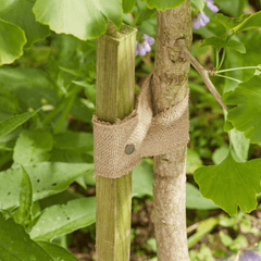 5.5m JuteWeb Tree Tie Natural Biodegradable Plant Support and Craft Jute