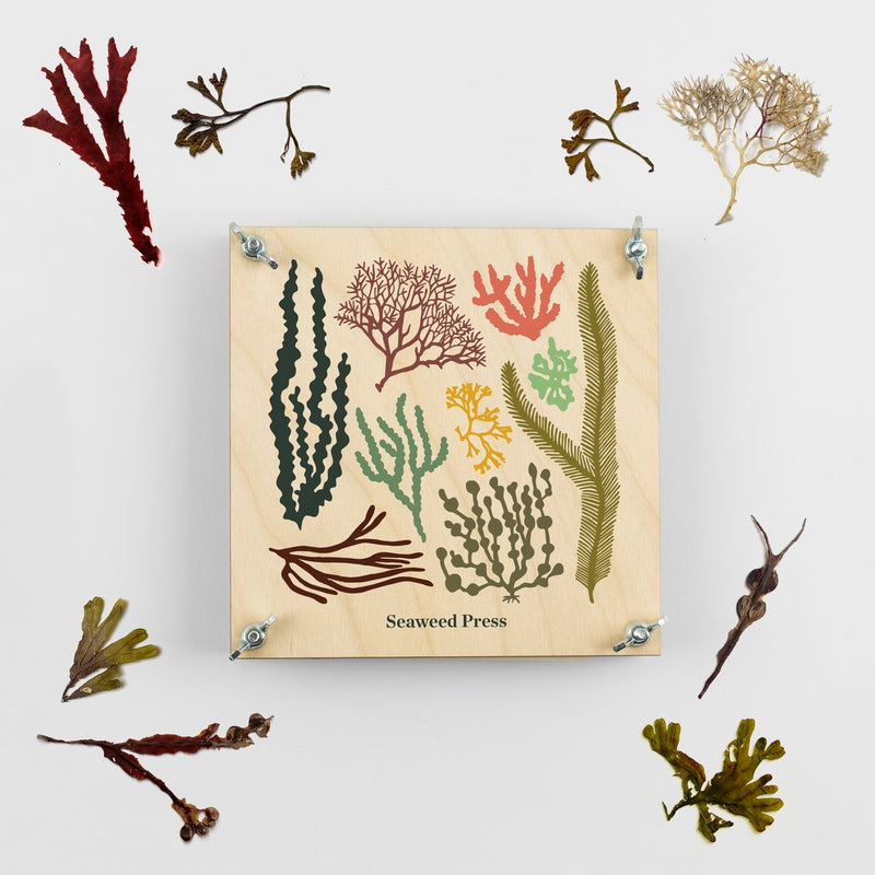 Seaweed Press Kit 15cm Wooden Flower and Seaweed Press, Made in United Kingdom