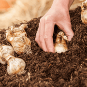 AutumnMix Compost Garden Mulch | Topsoil & Compost | DAMCJB Custom Product | AllotMate Essentials
