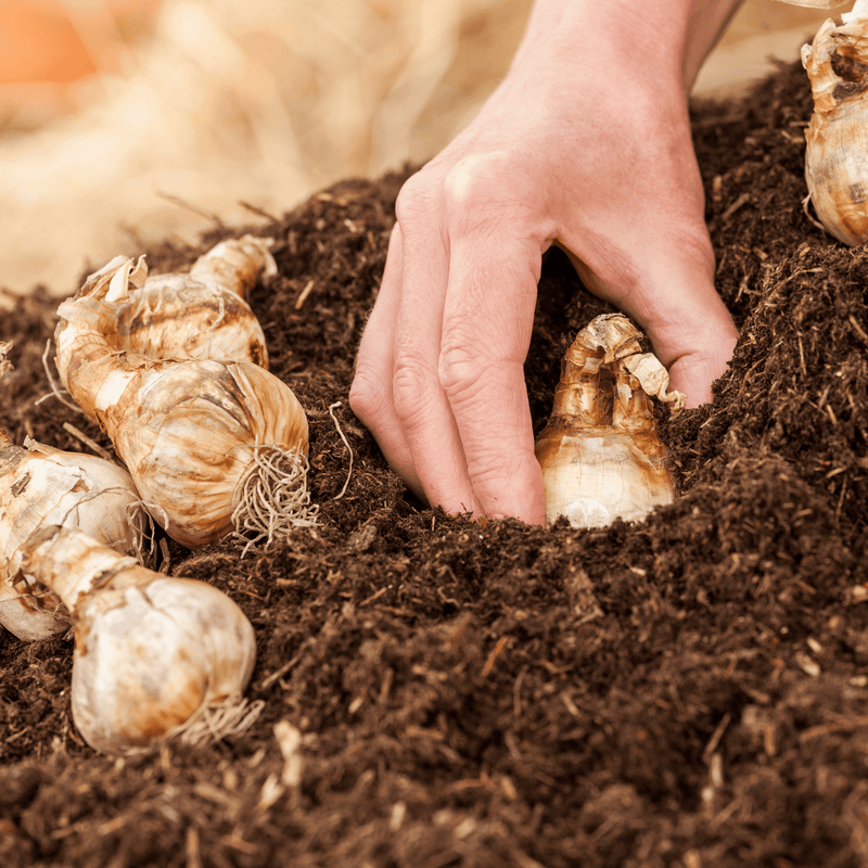 AutumnMix Compost Garden Mulch | Topsoil & Compost | DAMCJB Custom Product | AllotMate Essentials