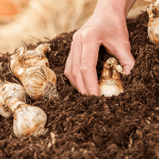 AutumnMix Compost Garden Mulch | Topsoil & Compost | DAMCJB Custom Product | AllotMate Essentials