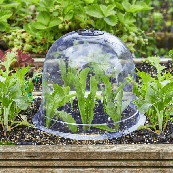 Bell Cloche Set, Pack of 3, 26 cm | Growhouses & Tunnels | 6513009 5050642078719 | AllotMate Essentials