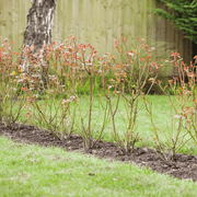 Bloom & Root® Rose Blend Topsoil | Topsoil & Compost | BRRBJB  | AllotMate Essentials