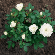 Bloom & Root® Rose Blend Topsoil | Topsoil & Compost | BRRBJB  | AllotMate Essentials