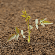 Bloom & Root® Rose Blend Topsoil | Topsoil & Compost | BRRBJB  | AllotMate Essentials