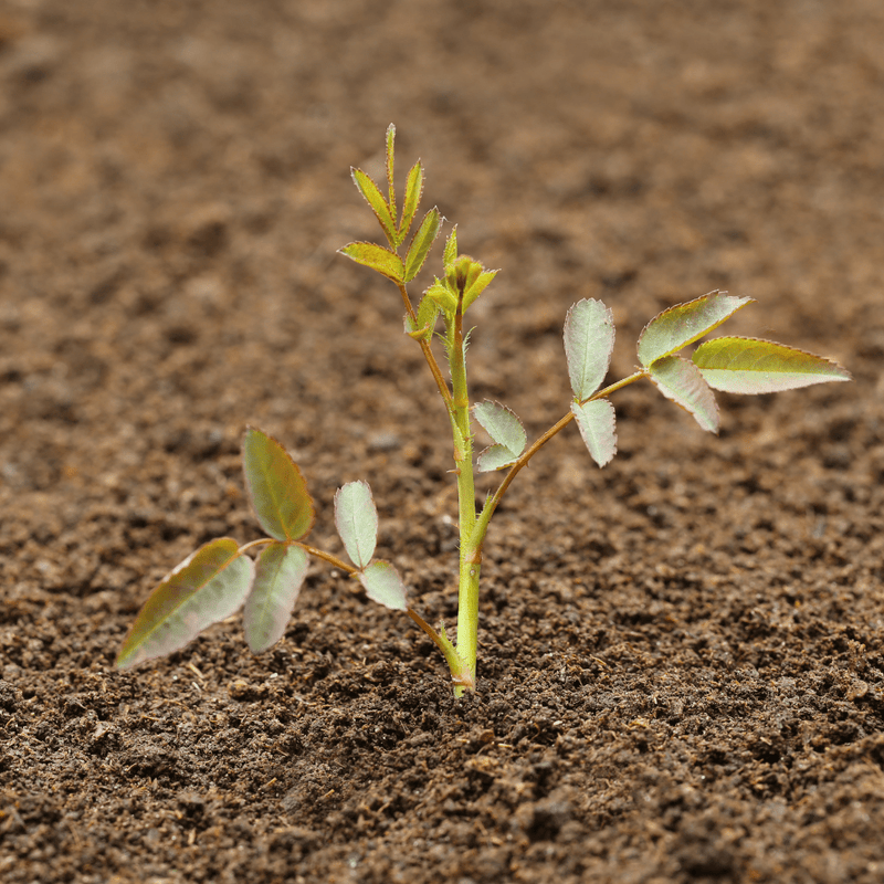 Bloom & Root® Rose Blend Topsoil | Topsoil & Compost | BRRBJB  | AllotMate Essentials