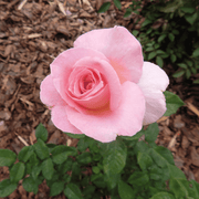 Bloom & Root® Rose Blend Topsoil | Topsoil & Compost | BRRBJB  | AllotMate Essentials