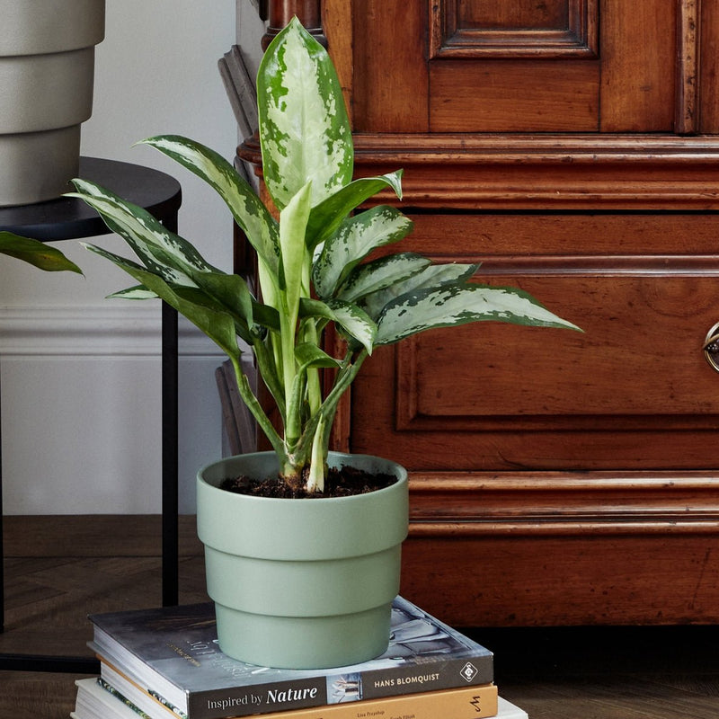 Boston Tiered Planter H18cm D21cm, Ceramic Plant Pot for Indoor and Outdoor Use | Plant pot | BTPS21  | AllotMate Essentials