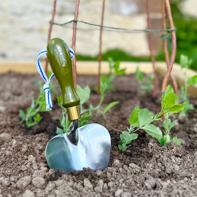 Burgon and Ball Burgon and Ball - NEW Collectors Range Olive Planting Trowel FSC 100% - Planting Trowel - AllotMate Essentials - GCC/SPTOLIVE - 