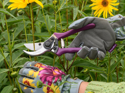 Burgon and Ball Burgon and Ball - RHS Gift Secateurs Asteraceae - Secateurs - AllotMate Essentials - GRH/SCBOXASTER - 