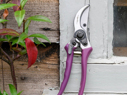 Burgon and Ball Burgon and Ball - RHS Gift Secateurs Asteraceae - Secateurs - AllotMate Essentials - GRH/SCBOXASTER - 