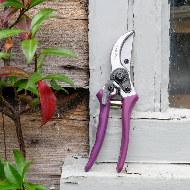 Burgon and Ball Burgon and Ball - RHS Gift Secateurs Asteraceae - Secateurs - AllotMate Essentials - GRH/SCBOXASTER - 