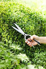 Burgon and Ball - Sophie Conran Topiary Shear (Gift Boxed) - Topiary Shear - AllotMate Essentials - GSC/TOPSH