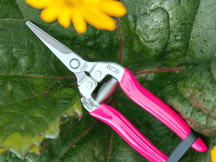 Burgon and Ball Burgon & Ball - Fluorescent Flower & Fruit Snip - Flower & Fruit Snip - AllotMate Essentials - GFB/FSPINK - 5019360013105