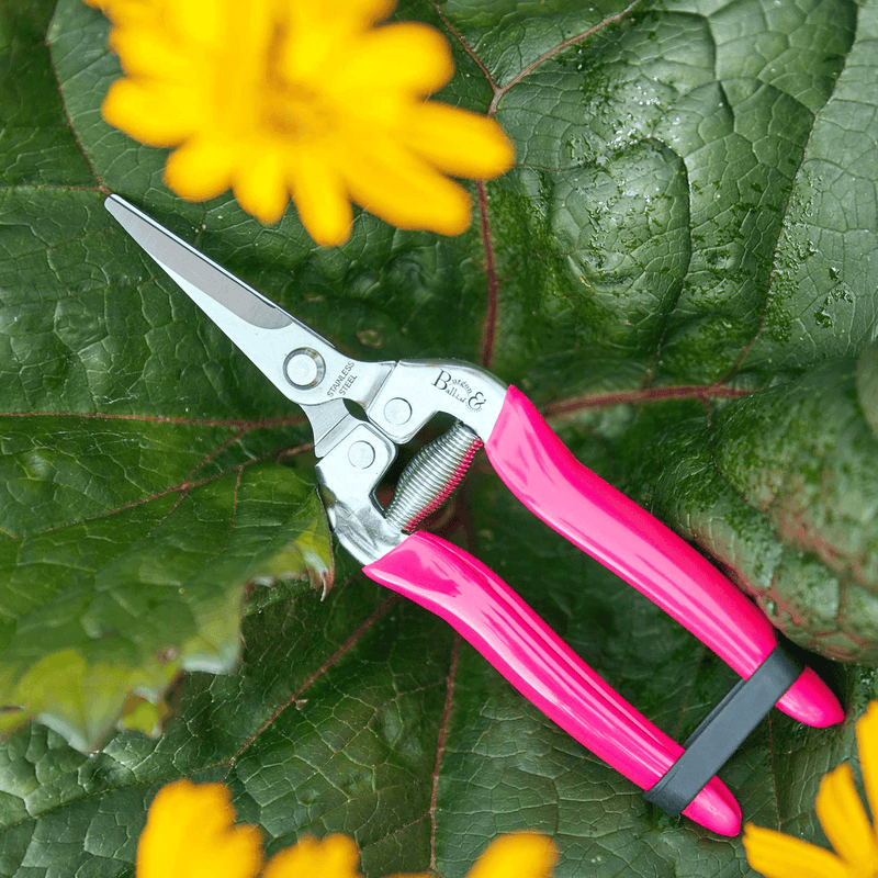 FloraBrite® Fluorescent Flower & Fruit Snips – Precision Trimming Tool in Pink or Yellow | Burgon & Ball | Flower & Fruit Snip | GFB/FSPINK 5019360013105 | AllotMate Essentials
