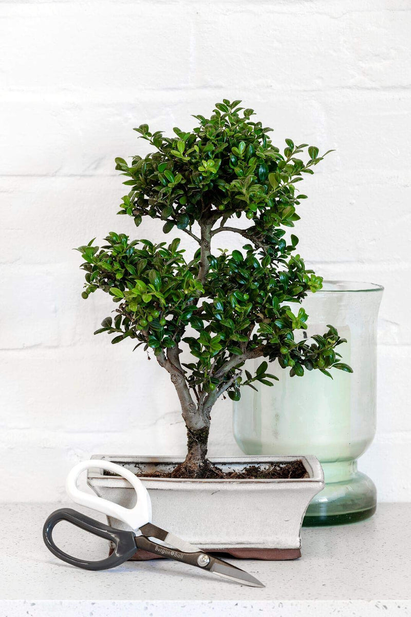 Japanese Pruning Scissors – Fine Garden Cutting Tool | Burgon & Ball | Pruning Scissors | GIG/SCISSOR 5019360014737 | AllotMate Essentials