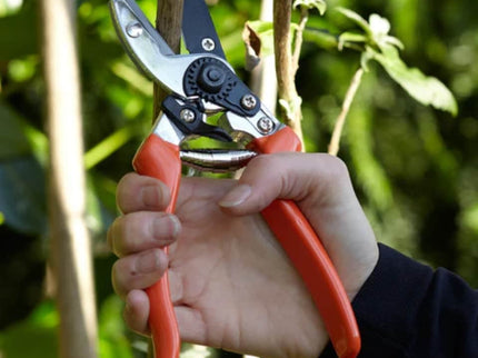 Anvil Secateurs – Ideal for Woody Stems & Dead Growth | RHS by Burgon & Ball | Anvil Secateur | GTO/SCA 5019360002772 | AllotMate Essentials