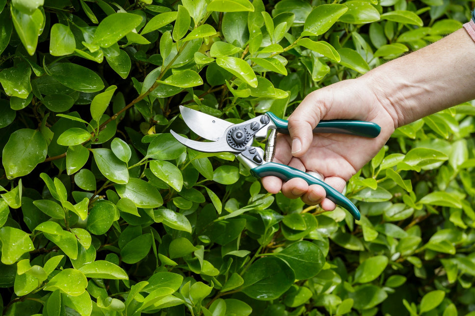 Professional Bypass Secateurs – High Performance Garden Pruners | RHS by Burgon & Ball | Bypass Secateur | GTO/PRB 5019360004714 | AllotMate Essentials