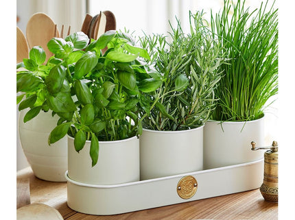 All About Herbs Gift Set – Sophie Conran Collection | Burgon & Ball | Herb Set | WIG/SCHERBGSET  | AllotMate Essentials