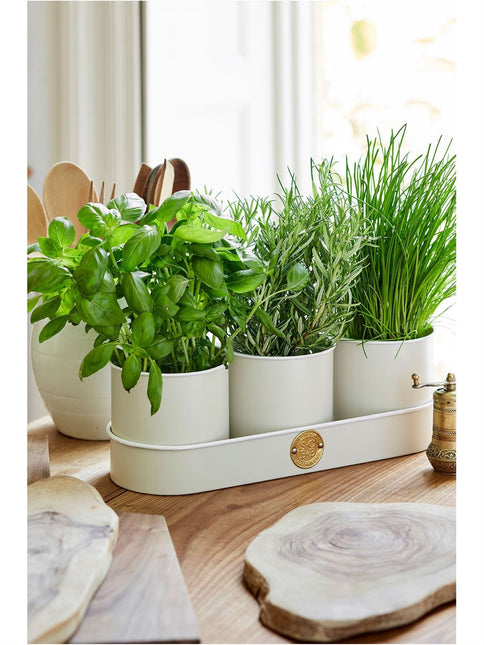 All About Herbs Gift Set – Sophie Conran Collection | Burgon & Ball | Herb Set | WIG/SCHERBGSET  | AllotMate Essentials