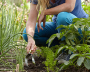 Ergo Hoe – Sophie Conran Gift Boxed Garden Tool | Burgon & Ball | Hoe | GSC/HOE 5019360010333 | AllotMate Essentials