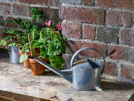 Small Indoor Watering Can – Galvanised Finish | Sophie Conran by Burgon & Ball | Watering Can | GSC/ICGALVSML 5019360203346 | AllotMate Essentials