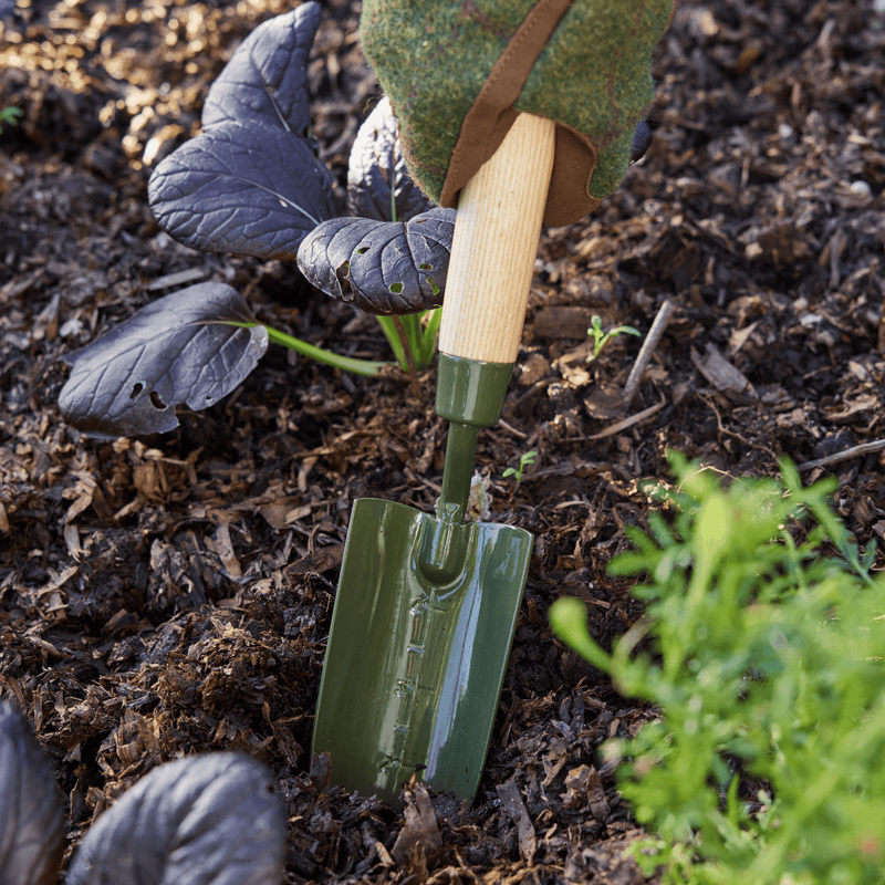 Burgon and Ball RHS BoronGreen Transplanter | Transplanter | 5019360204374 5019360204374 | AllotMate Essentials