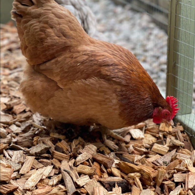 Chicken Coop Chips | Bark & Mulch | DHPC1050 Custom Product | AllotMate Essentials