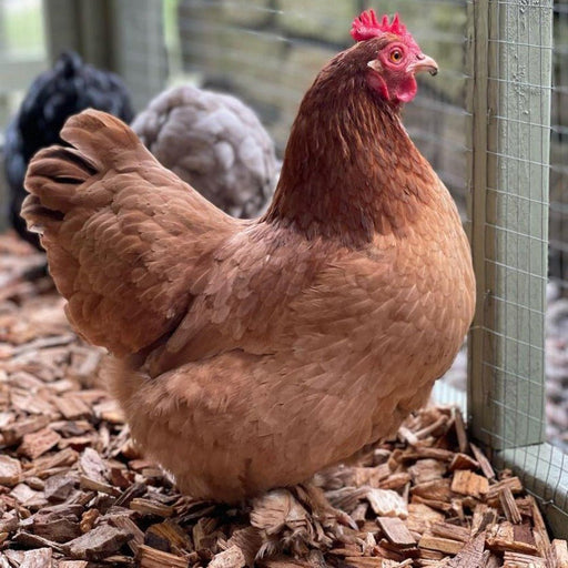 Chicken Coop Chips | Bark & Mulch | DHPC1050 Custom Product | AllotMate Essentials