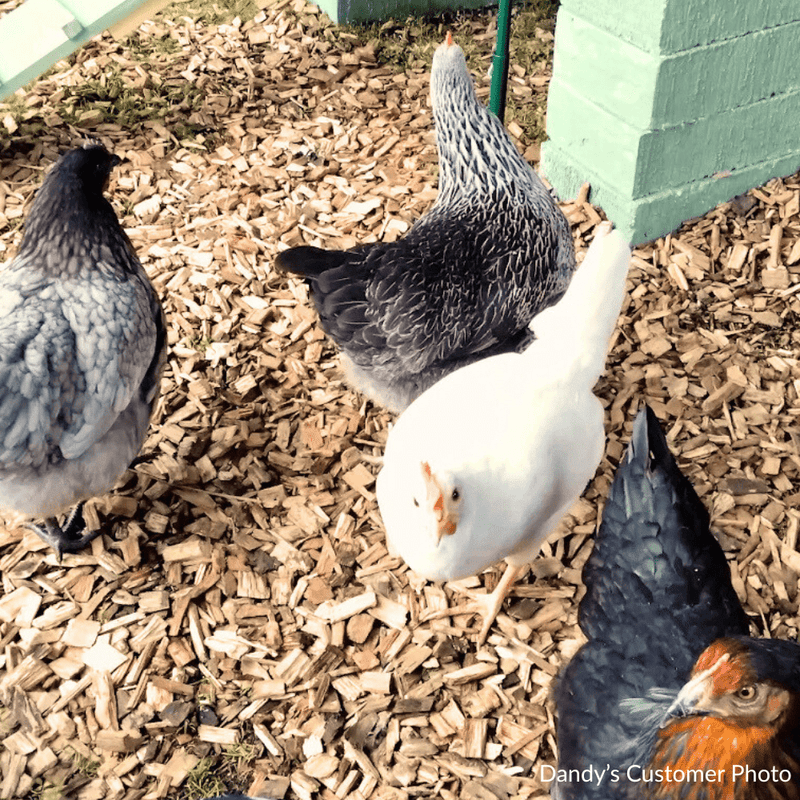 Chicken Coop Chips | Bark & Mulch | DHPC1050 Custom Product | AllotMate Essentials