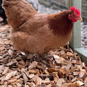 Chicken Coop Chips | Bark & Mulch | DHPCJBB Custom Product | AllotMate Essentials