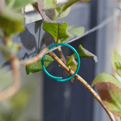 Coated Plant Rings 25cm 50 Pack, Durable Plant Supports for Stems and Trees